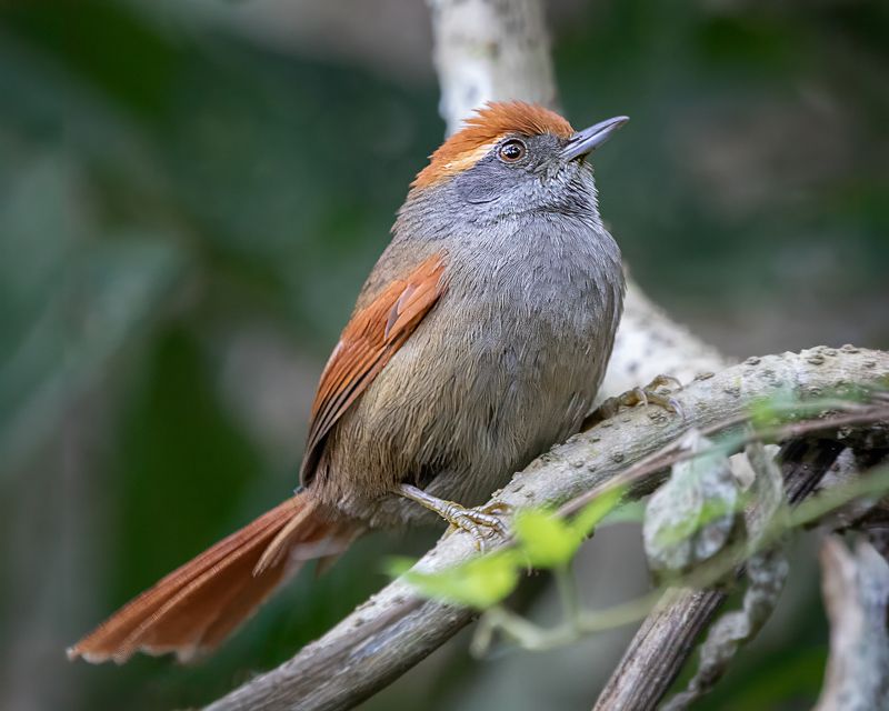 birds, nature, aves, rainforest, brazilian, Pichororé фото превью