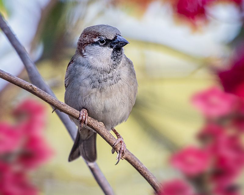 birds, nature, aves, rainforest, brazilian, Pardal (House Sparrow) фото превью