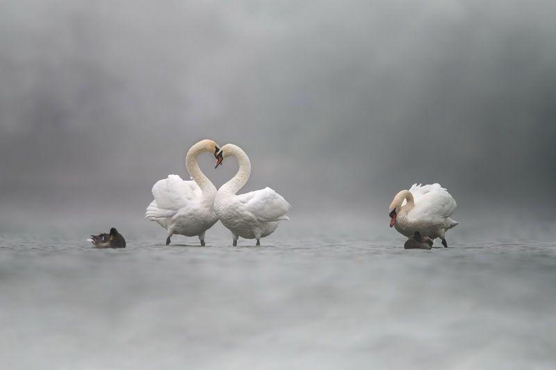 swan, bird, birds, sunrise, fog, Love фото превью