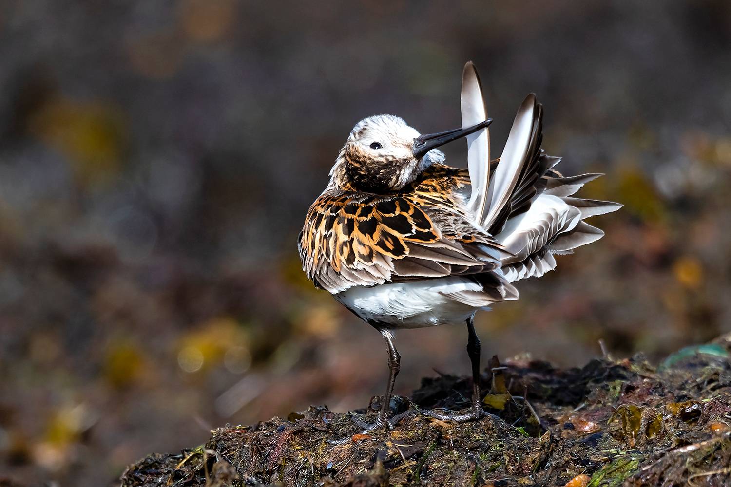 , Абросимов Александр