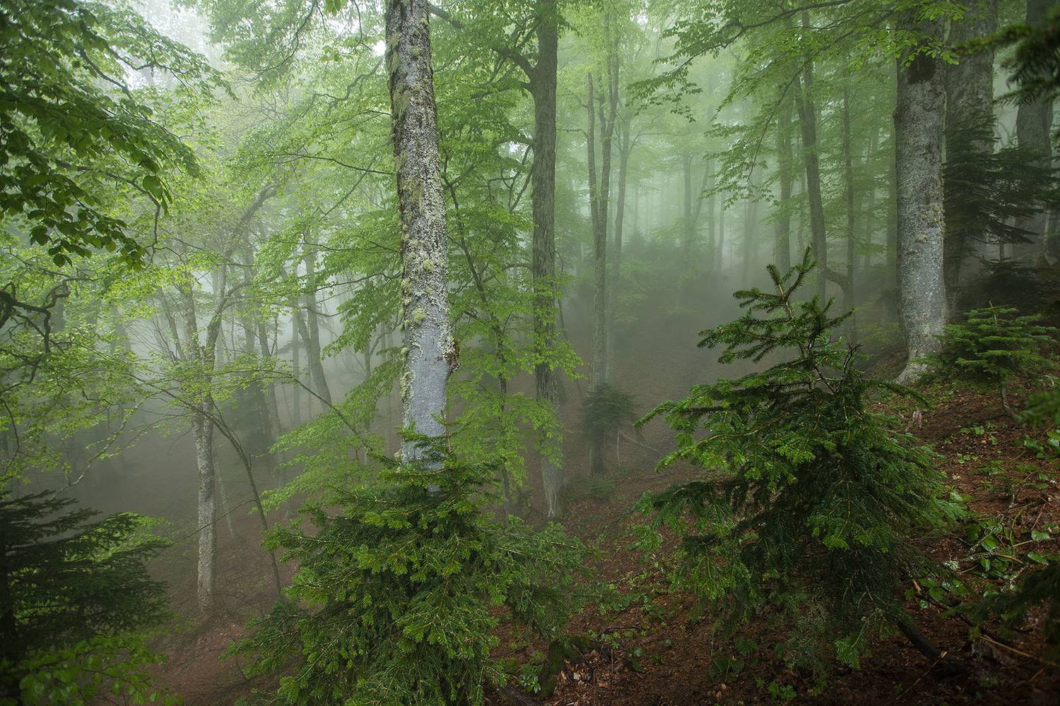 , Илья Михеев