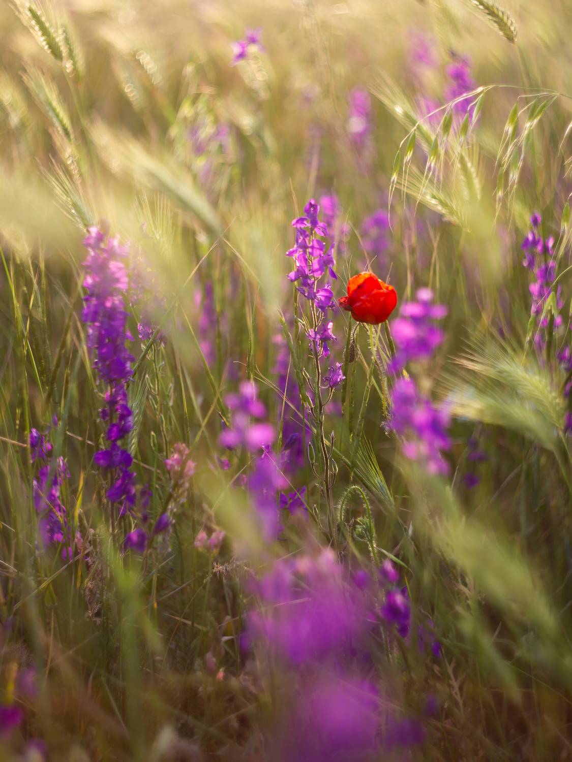 , Симонян Сергей