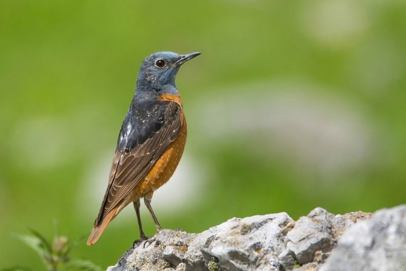 Пестрый каменный дрозд фото превью