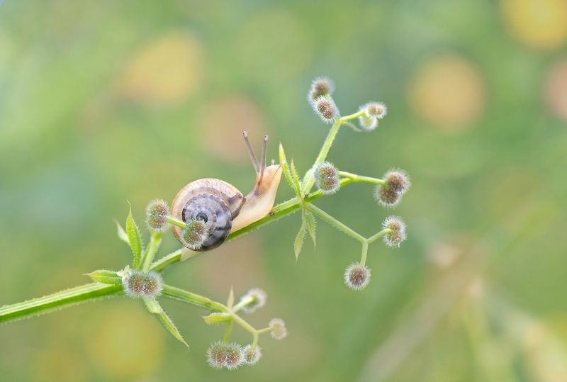 Одна маленькая жизнь среди весны… фото превью