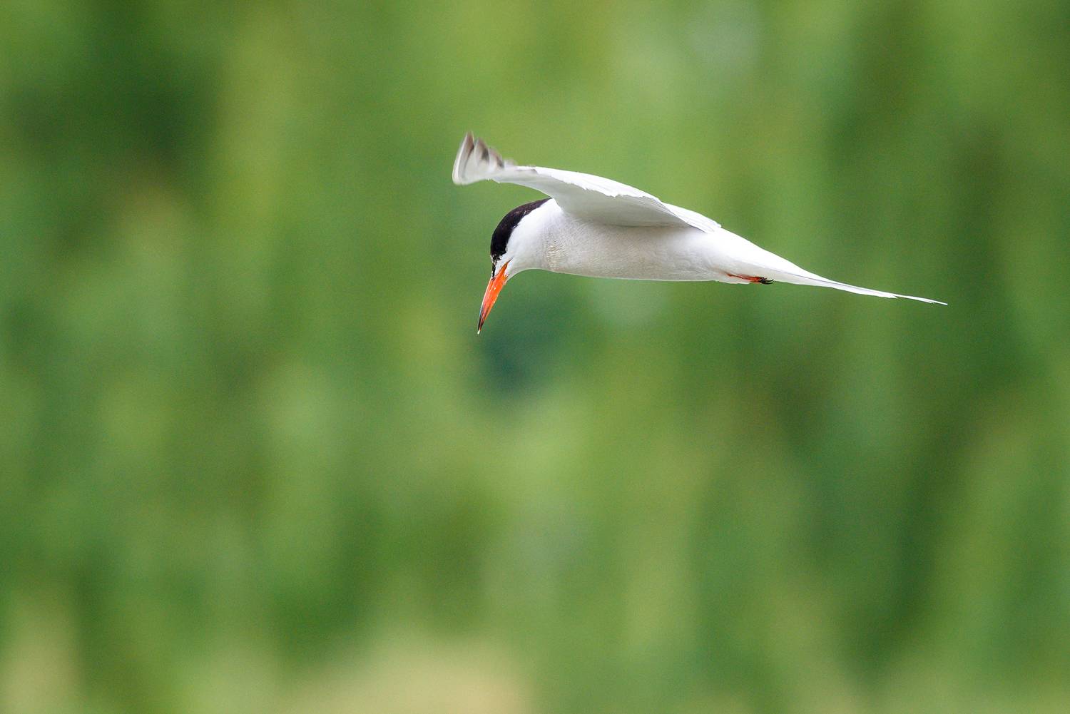 #крачка #птица #bird, Александр Добыш