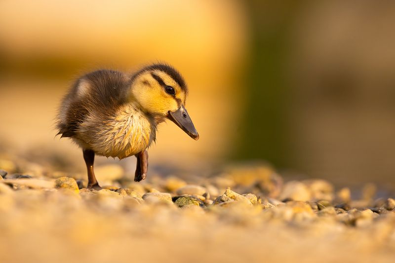 Duckllinng фото превью