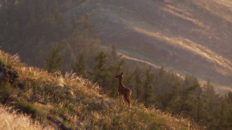 Косуля на горе Калкан фото превью