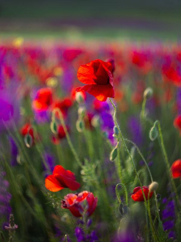 *** фото превью