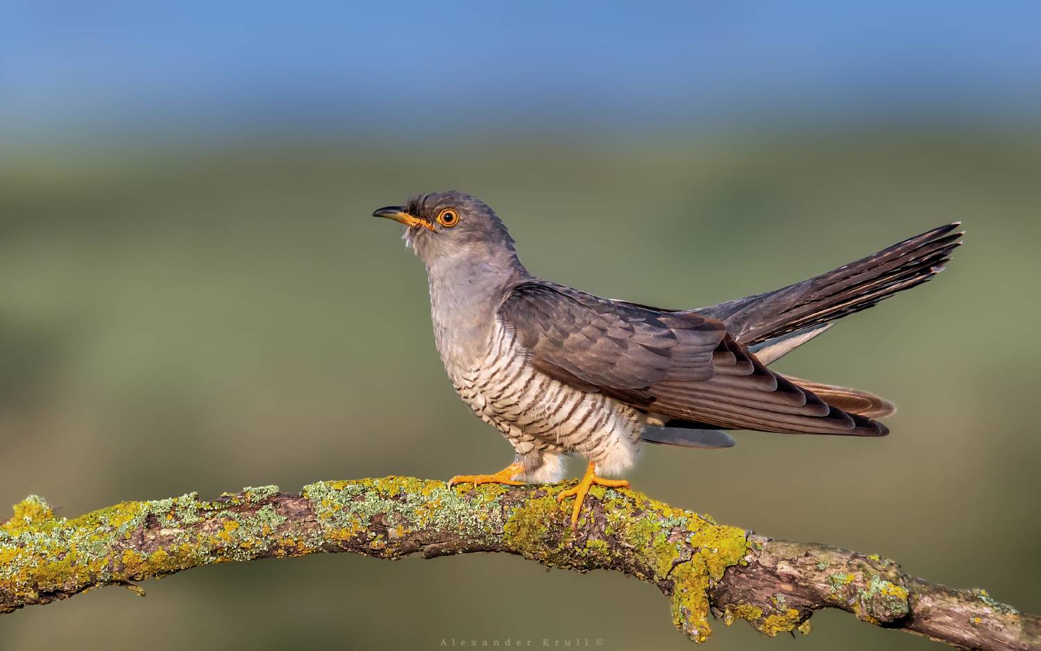 кукушка, обыкновенная кукушка, cuculus canorus, Круль Александр