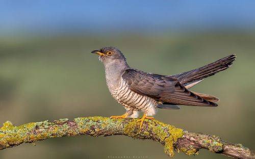Ловелас в полосочку