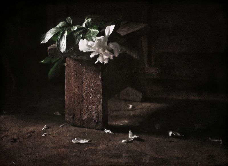 Отцветают пионы фото превью