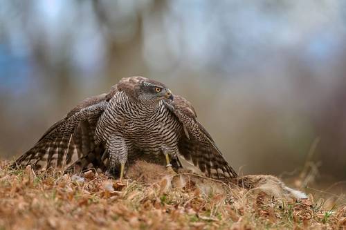 Hunter