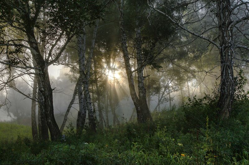 лето июнь утро  фото превью