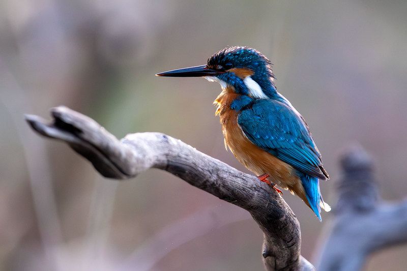 Зимородок фото превью