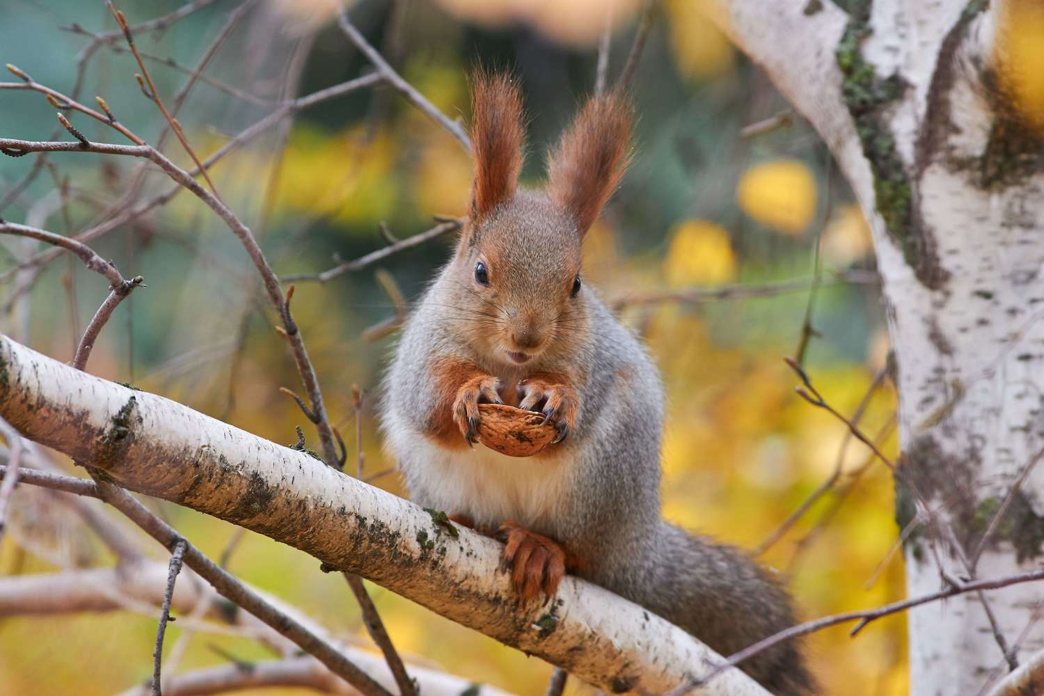 squirrel, volgograd, russia, wildlife, , Павел Сторчилов