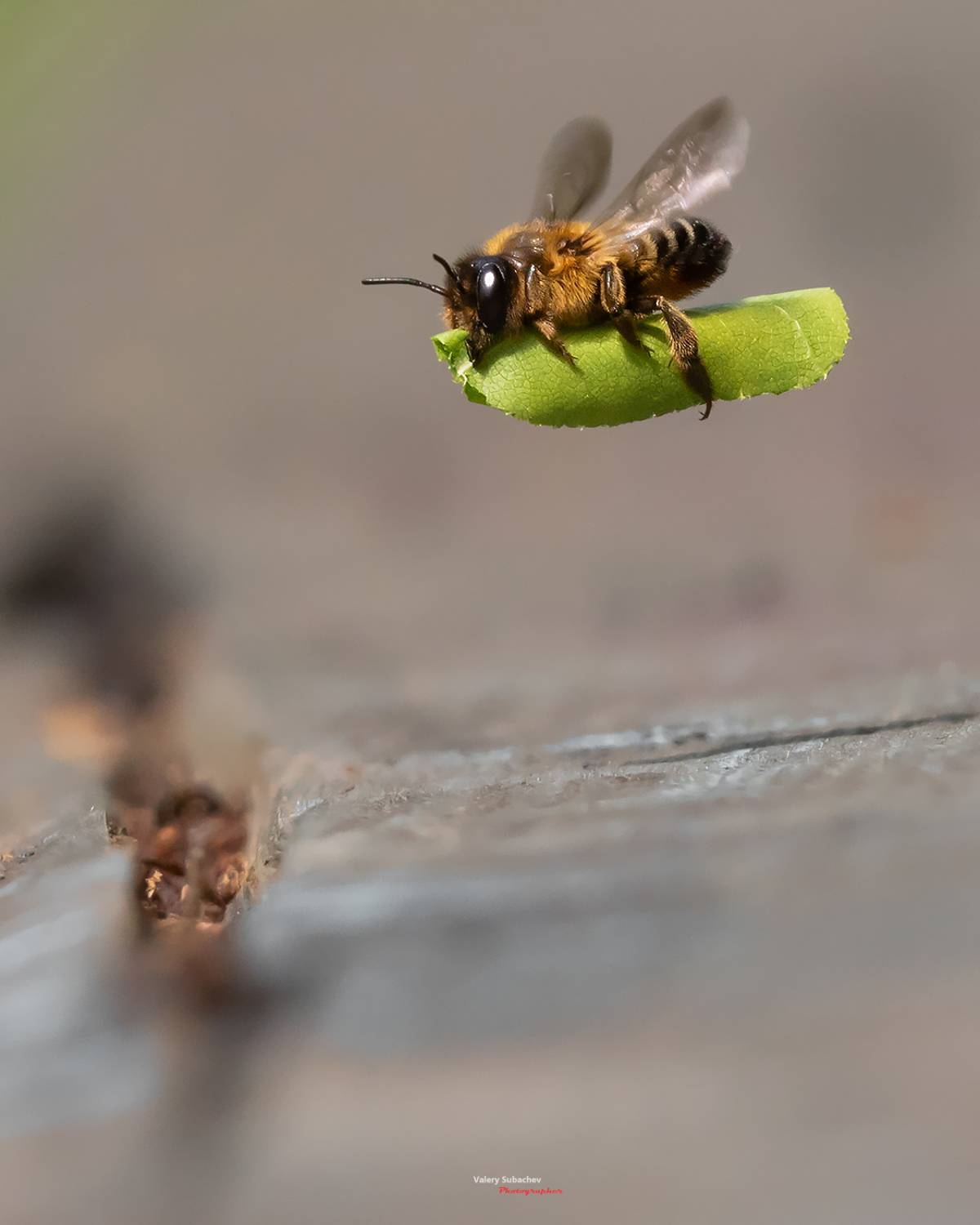 , Валерий Субачев