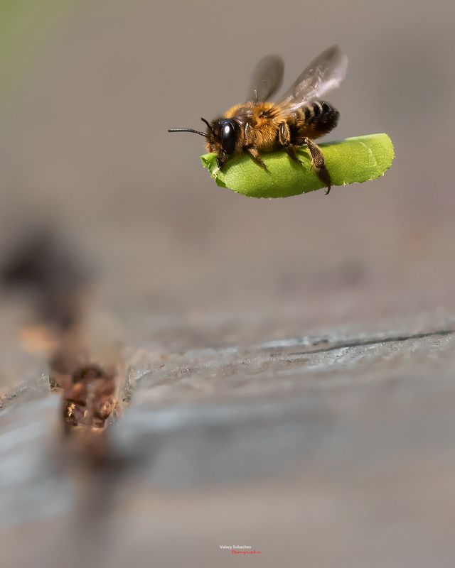 Ковер самолет фото превью