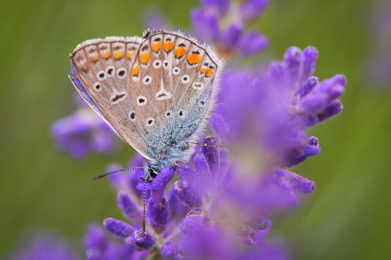 2024 фото превью