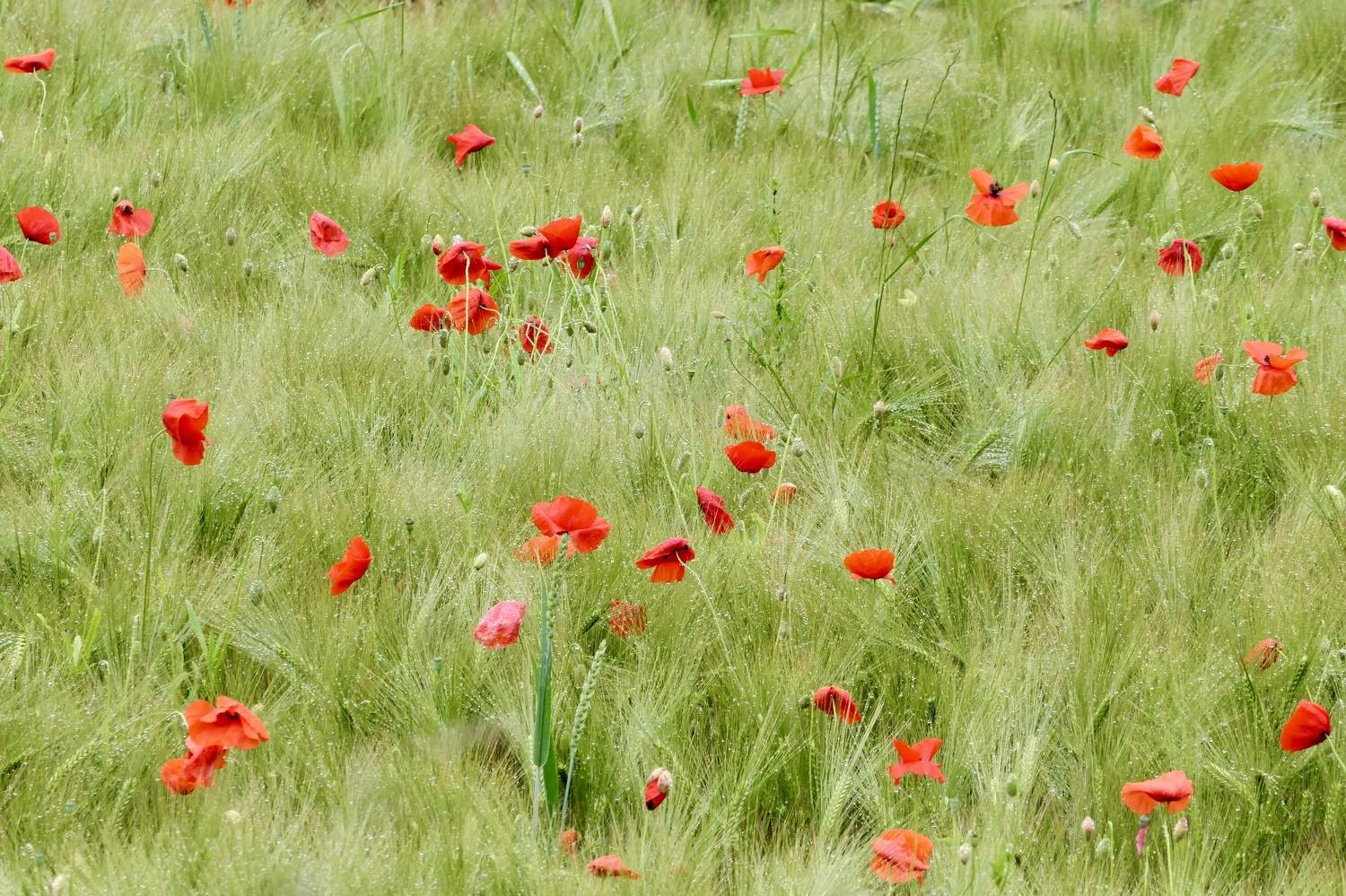Landscapes, nature, poppy, red, colorful, field, rain, drops, flowers, green, , Svetlana Povarova Ree