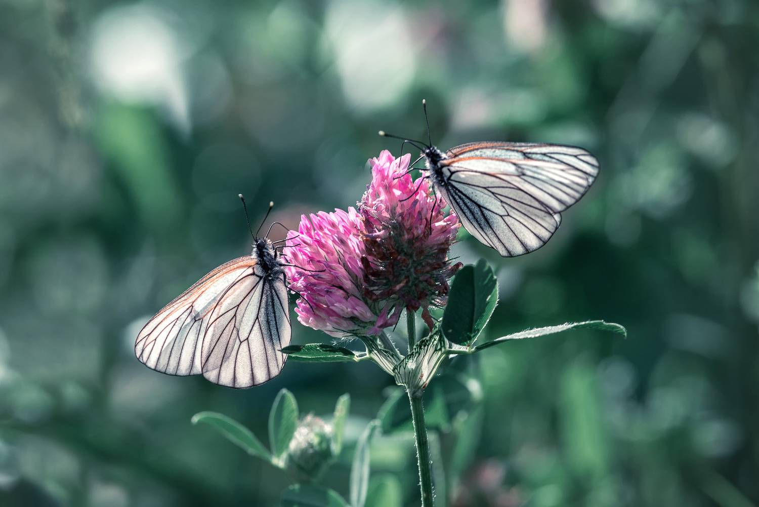 , Рагинская Ольга