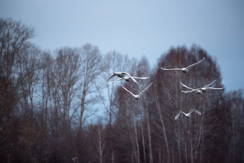 Гуси-лебеди фото превью
