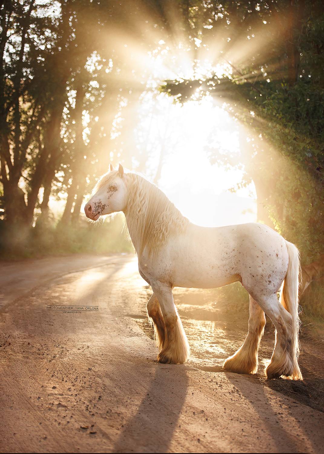 конный фотограф, лошадь, конь, лошади, конная фотография, жеребец, horse,  horses, pferd, конный фотограф яна орлова, тинкер, Яна Орлова