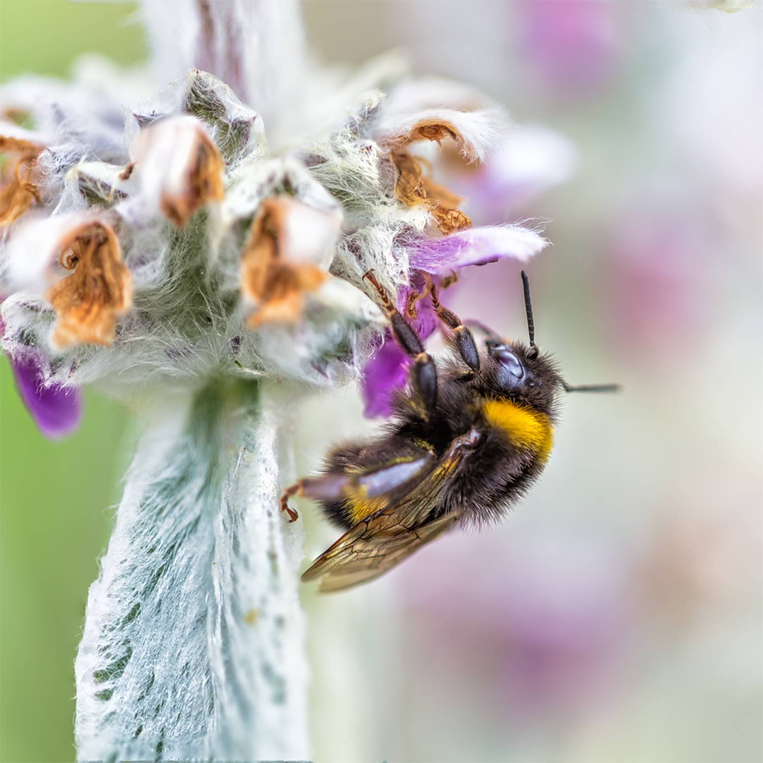 , Шурчков Юрий