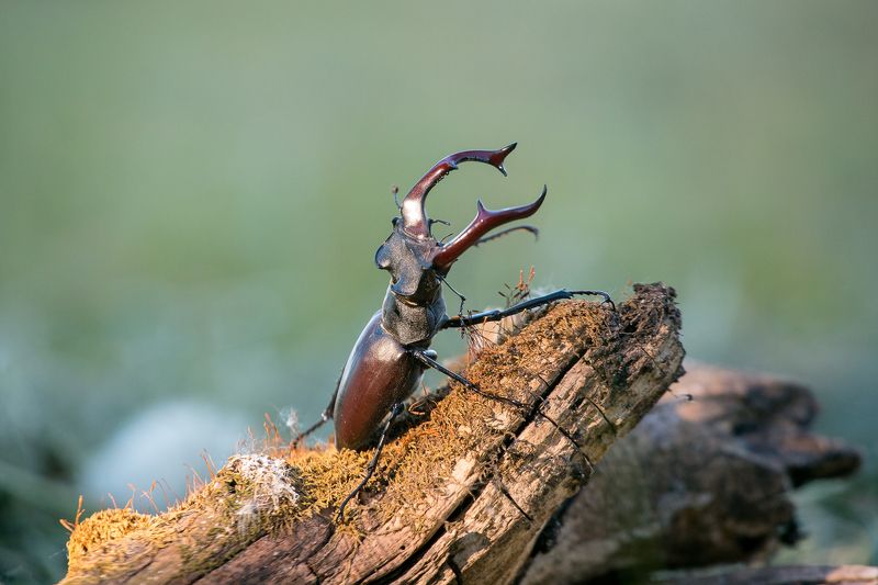 природа, насекомые, жук-олень, лето Жук-олень фото превью