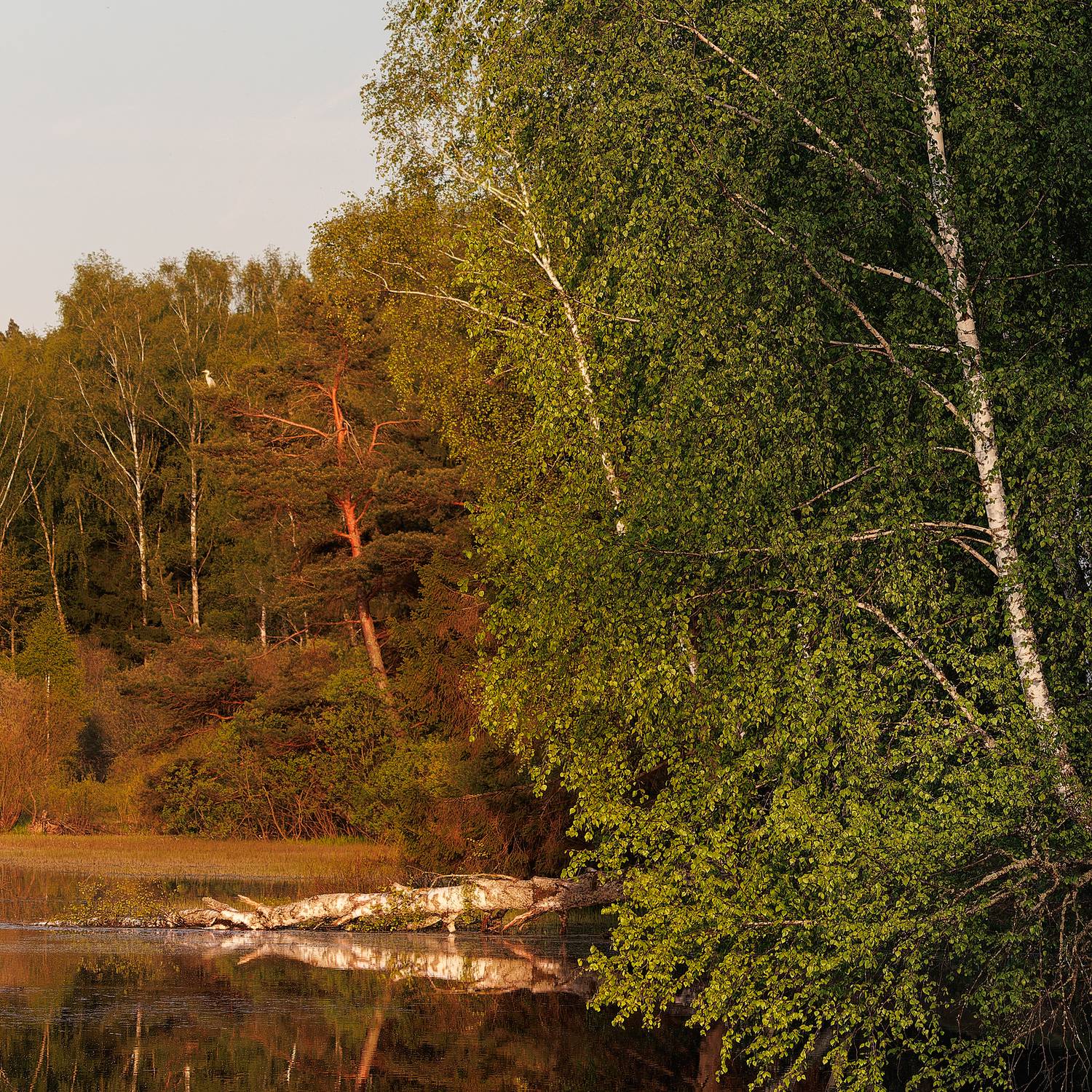 , Загруев Михаил
