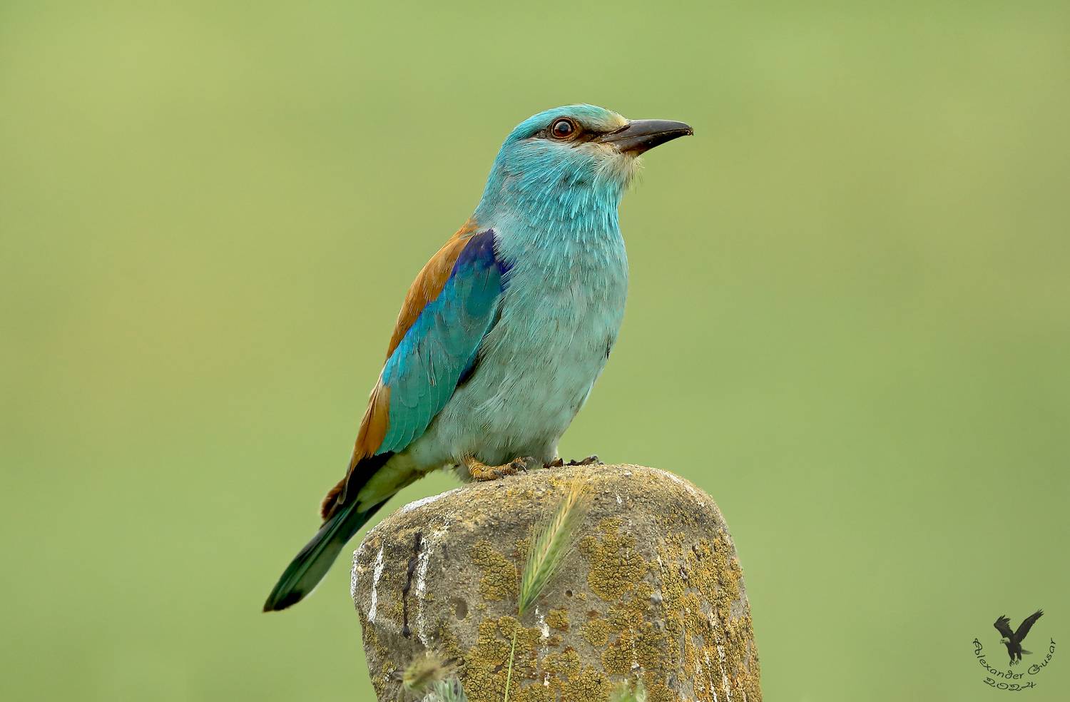 сизоворонка, Гусар Александр