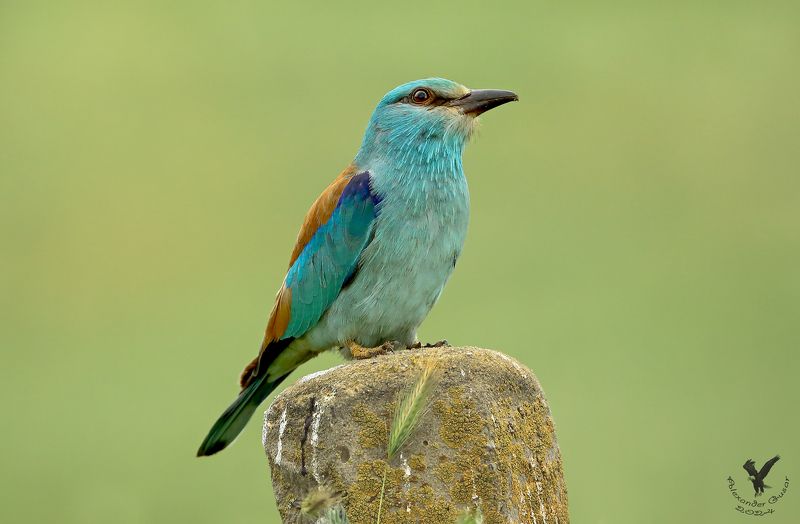 сизоворонка Птица счастья - ультрамарин. фото превью