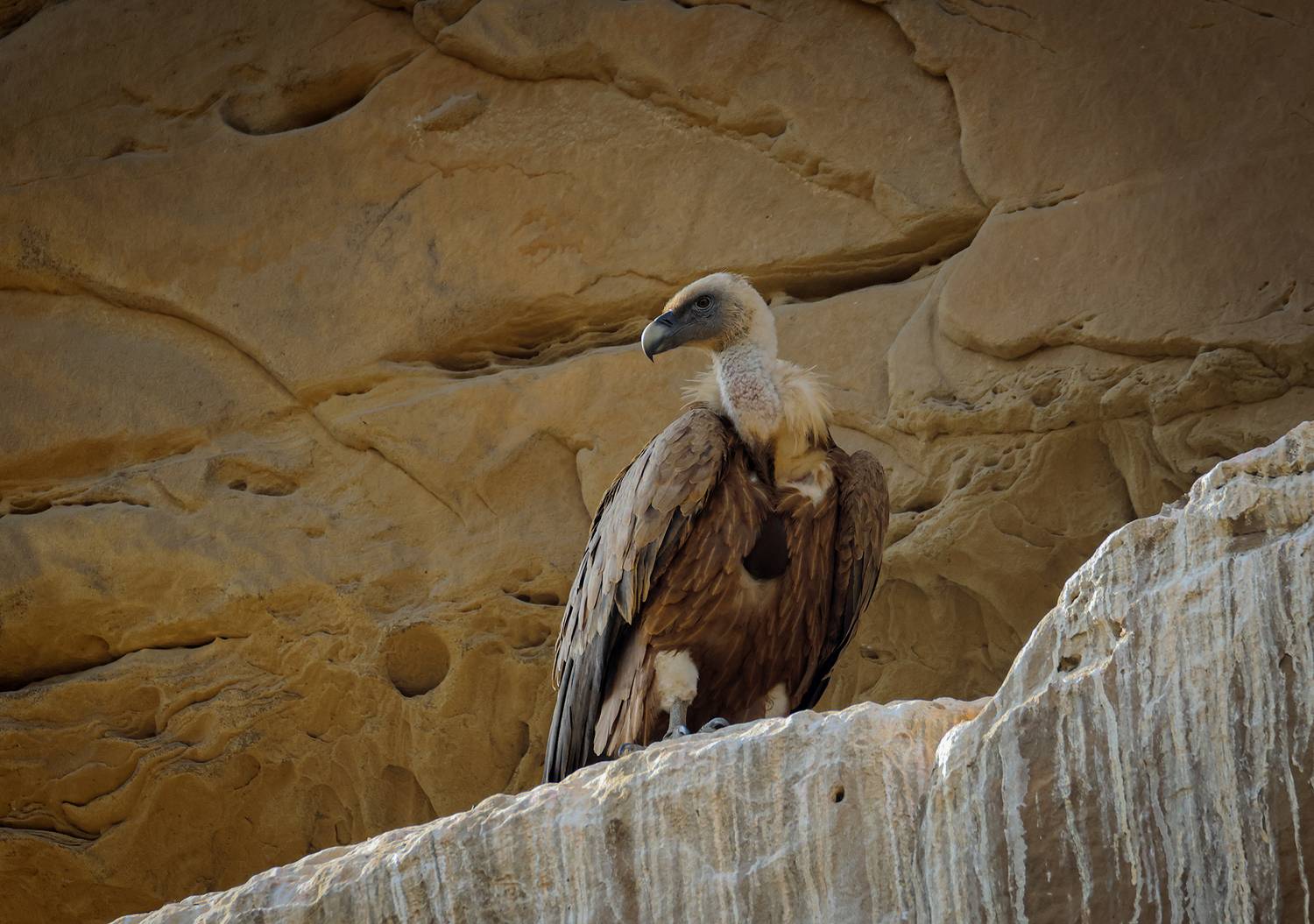 гриф,белоголовый сип,птица,падальщик,, Magov Marat