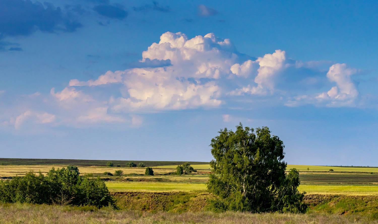 поле, береза, русское поле, саратов, Подосинников Максим