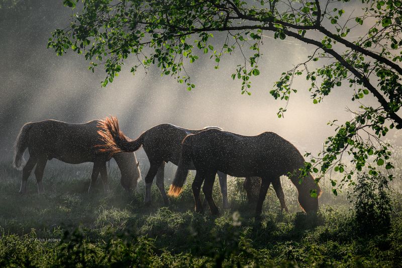 Трое в тумане фото превью