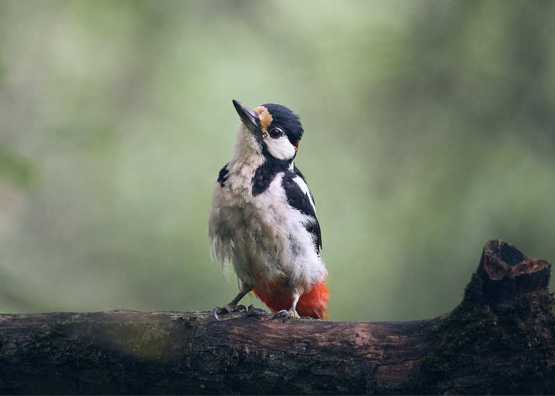 Большой пестрый дятел птица на ветке Большой пестрый дятел фото превью