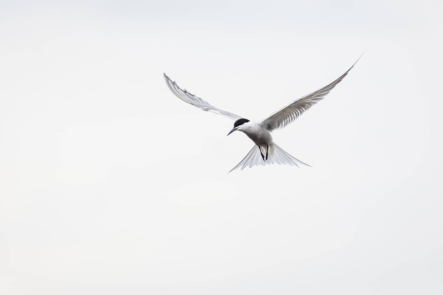 крачка, речная крачка, птица, крылья, Дмитрий Уткин