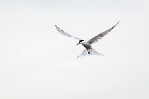 Невесомость