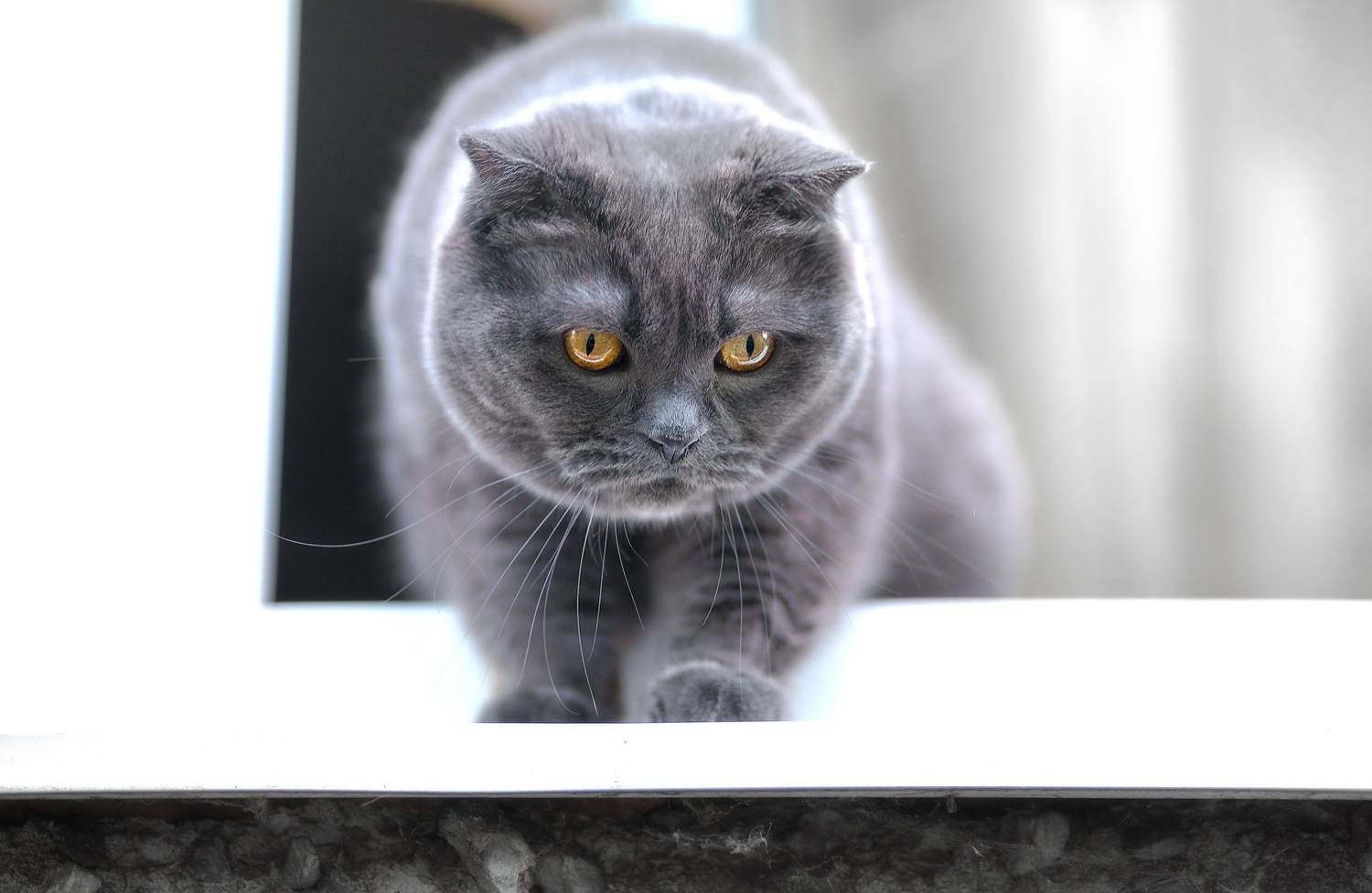 кошки  животные  лето look window cats pets, Холудеев Виктор