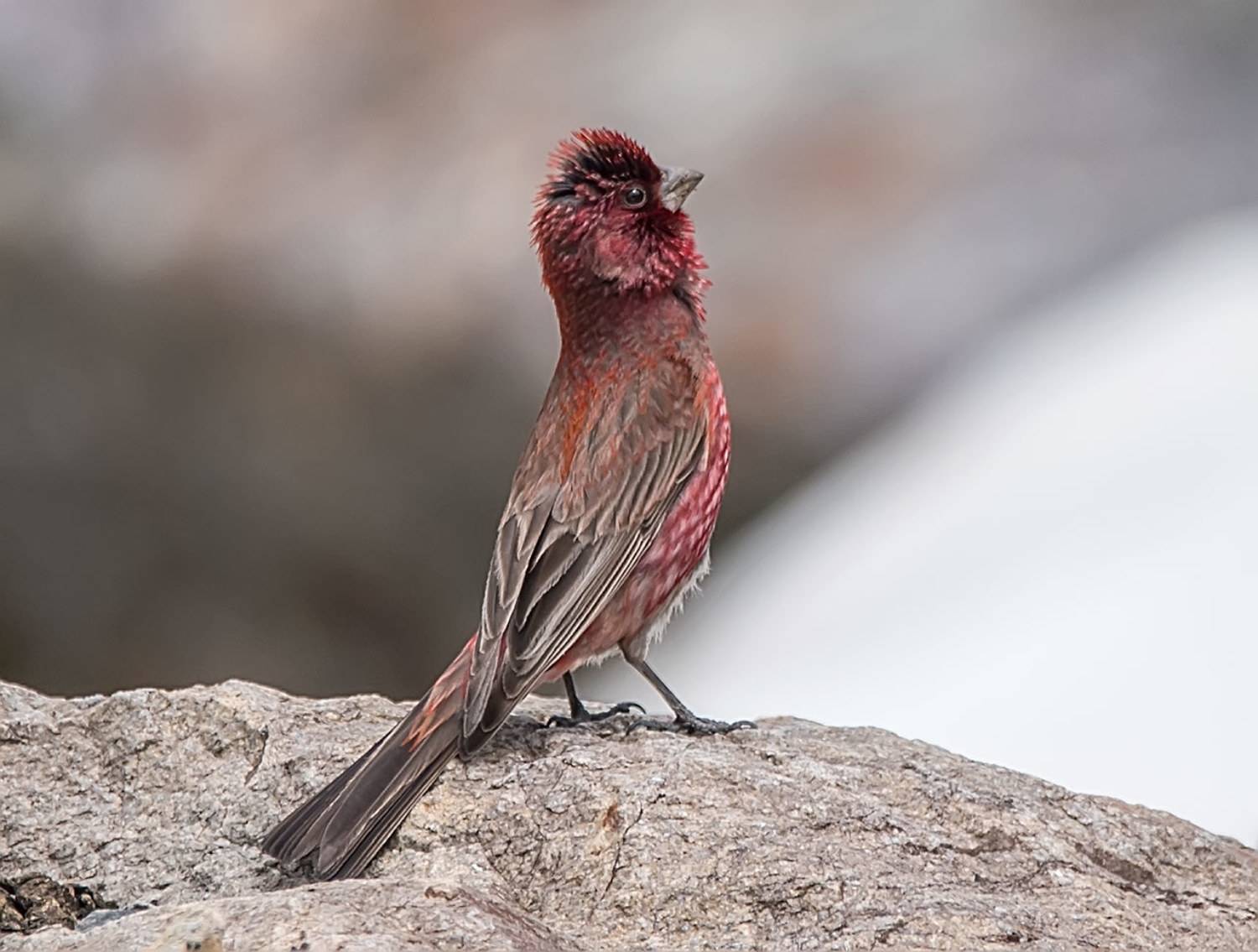большая чечевица, кабардино-балкария, Хасан Журтов