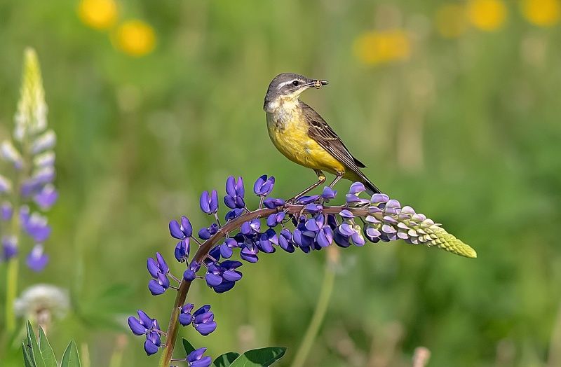 птицы, жёлтая трясогузка, люпины, лето Удачной охоты! фото превью