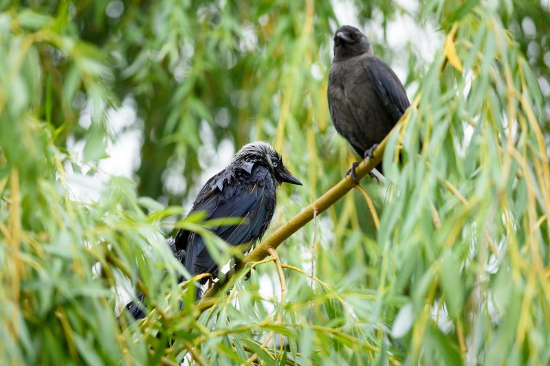 Галки фото превью