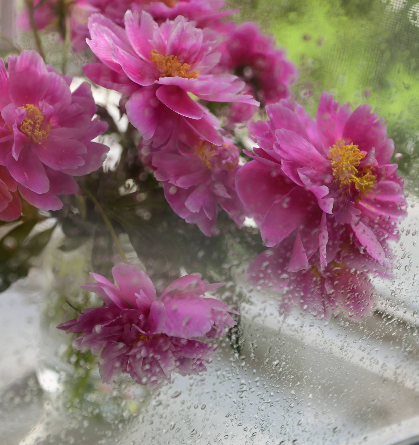 , Божена Пучко