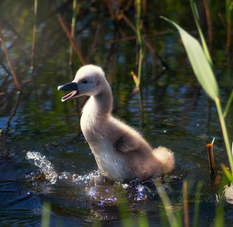 Лебедёнок фото превью