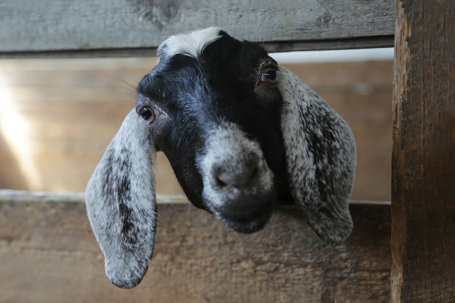 нубиан, КарОл