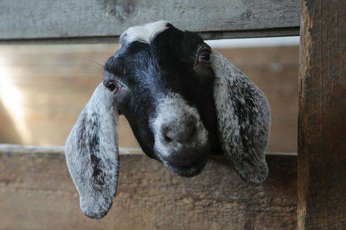 Портрет Нубианки