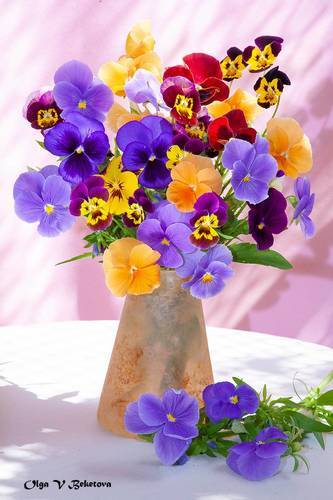 Анютины глазки в июне