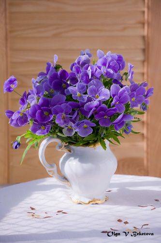 Фиолетовые анютины глазки