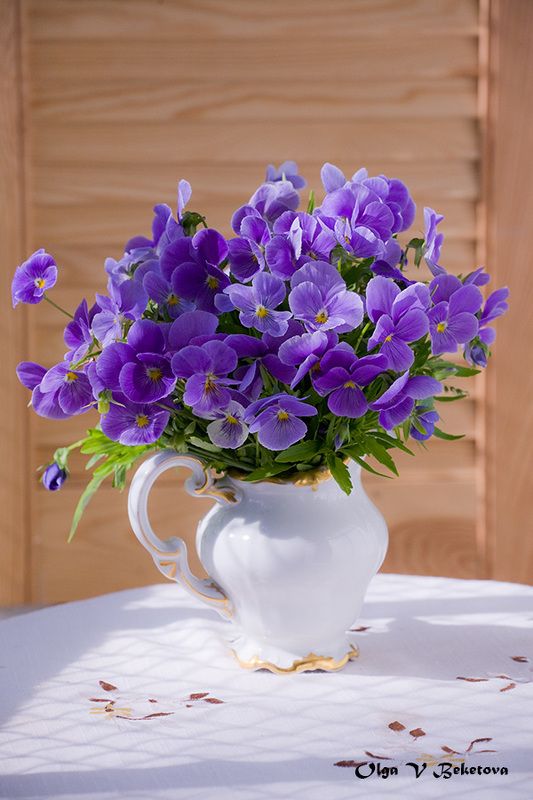 Фиолетовые анютины глазки фото превью