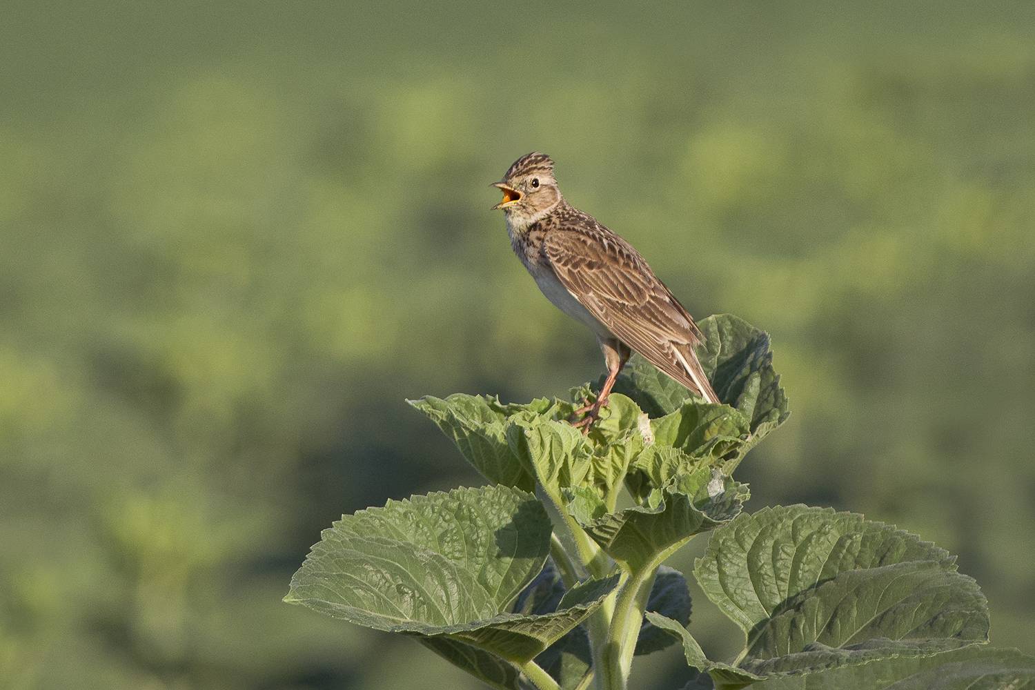 , Евгени Стефанов
