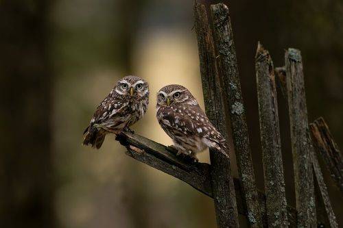 Brotherhood